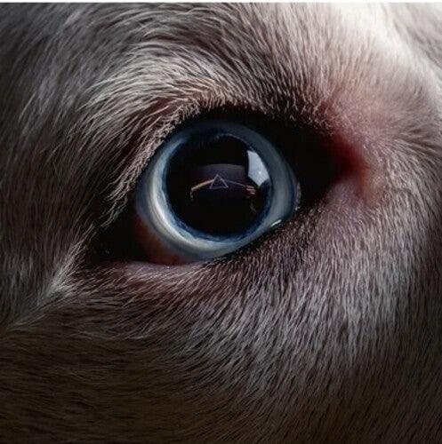 Roger Waters- The Dark Side Of The Moon Redux (Black Vinyl)